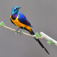 Golden-breasted Starling